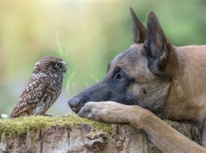 An Owl and His Dog - Your Moment of Zen