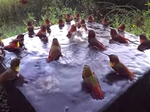 Feel Good Video - Hummingbirds!